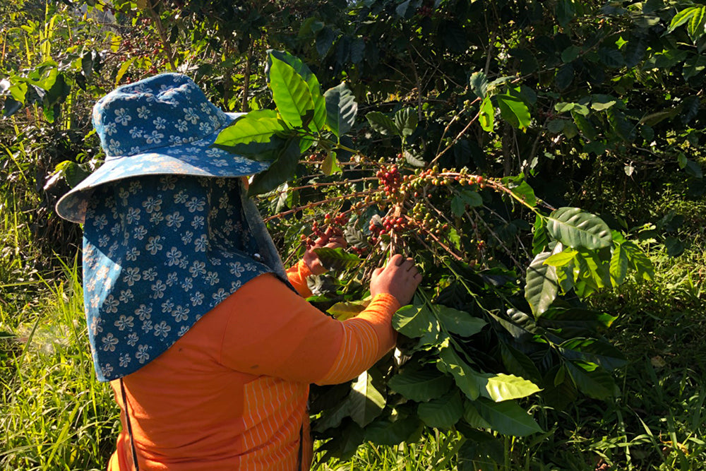 High Altitude, Low Caffeine: The Surprising Truth About Coffee Beans